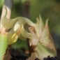 Preview: Japanischer Ingwer White Arrow  (Pflanze)