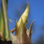 Preview: Japanischer Ingwer White Feather (Pflanze)