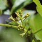 Preview: Sansho - Japanischer Pfeffer (Pflanze)