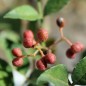 Preview: Sansho - Japanischer Pfeffer (Pflanze)