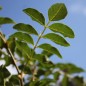 Preview: Sansho - Japanischer Pfeffer (Pflanze)