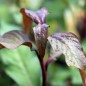 Preview: Japanischer Wasserpfeffer (Samen)
