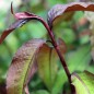 Preview: Japanischer Wasserpfeffer (Samen)