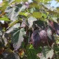 Preview: Johannisbeere Black’n Red (Pflanze)