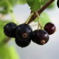 Preview: Johannisbeere Ebony (Pflanze)