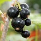 Preview: Johannisbeere Ebony (Pflanze)