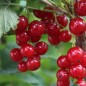 Preview: Johannisbeere Fays Fruchtbare (Pflanze)