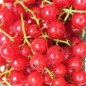 Preview: Johannisbeere Fays Fruchtbare (Pflanze)