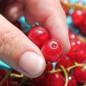 Preview: Johannisbeere Fays Fruchtbare (Pflanze)