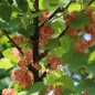 Preview: Johannisbeere Jules (Pflanze)