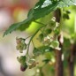Preview: Zwerg-Johannisbeere Little Black Sugar (Pflanze)