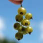 Preview: Johannisbeere Venny  (Pflanze)