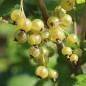 Preview: Johannisbeere Venny  (Pflanze)