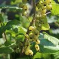 Preview: Johannisbeere Venny  (Pflanze)