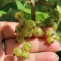 Preview: Johannisbeere Venny  (Pflanze)