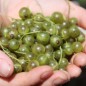 Preview: Johannisbeere Venny  (Pflanze)