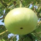 Preview: Kalebasse Corsican (Samen)