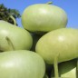 Preview: Kalebasse Corsican (Samen)
