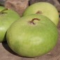 Preview: Kalebasse Corsican (Samen)