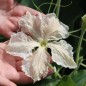 Preview: Kalebasse Corsican (Samen)