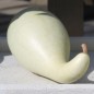 Preview: Kalebasse Penguin (Samen)