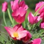 Preview: Neu! Kalifornischer Goldmohn Carmine King (Samen)