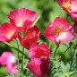 Preview: Neu! Kalifornischer Goldmohn Carmine King (Samen)