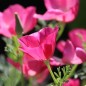 Preview: Neu! Kalifornischer Goldmohn Carmine King (Samen)