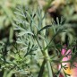 Preview: Neu! Kalifornischer Goldmohn Carmine King (Samen)