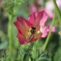Preview: Neu! Kalifornischer Goldmohn Carmine King (Samen)