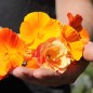 Preview: Kalifornischer Goldmohn Mix (Samen)