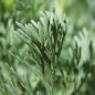 Preview: Kalifornischer Goldmohn Mix (Samen)
