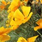 Preview: Kalifornischer Goldmohn Orange King (Samen)