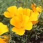 Preview: Kalifornischer Goldmohn Orange King (Samen)