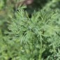 Preview: Kalifornischer Goldmohn Orange King (Samen)