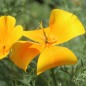 Preview: Kalifornischer Goldmohn Orange King (Samen)