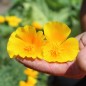 Preview: Kalifornischer Goldmohn Orange King (Samen)