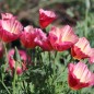 Preview: Kalifornischer Goldmohn Rose Chiffon (Samen)