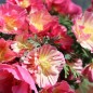 Preview: Kalifornischer Goldmohn Rose Chiffon (Samen)