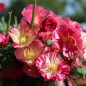 Preview: Kalifornischer Goldmohn Rose Chiffon (Samen)
