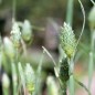 Preview: Kanariengras (Samen)