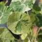 Preview: Kapuzinerkresse Alaska Rose (Samen)