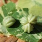 Preview: Kapuzinerkresse Alaska Rose (Samen)