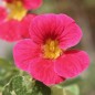 Preview: Kapuzinerkresse Alaska Rose (Samen)