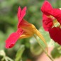 Preview: Kapuzinerkresse Alaska Rose (Samen)