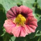 Preview: Kapuzinerkresse Ladybird Rose (Samen)
