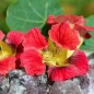 Preview: Kapuzinerkresse Ladybird Rose (Samen)