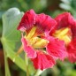 Preview: Kapuzinerkresse Ladybird Rose (Samen)