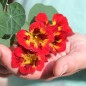 Preview: Kapuzinerkresse Orchid Flame (Samen)