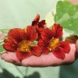 Preview: Kapuzinerkresse Velvet Troika Variegata (Samen)